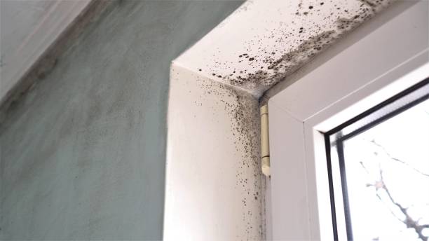 Best Professional Mold Removal  in Madisonville, TN