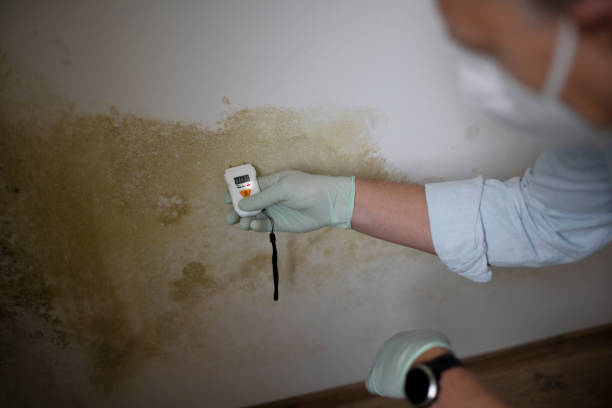 Best Mold Remediation  in Madisonville, TN
