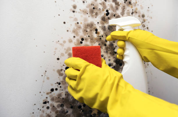 Best Crawl Space Mold Removal  in Madisonville, TN