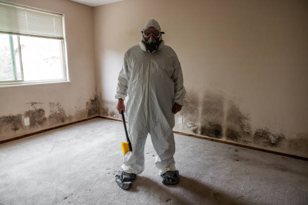 Professional Mold Removal in Madisonville, TN
