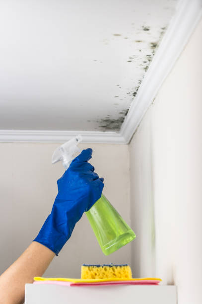 Best Mold Testing and Removal  in Madisonville, TN